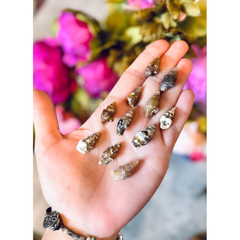 Agate Replaced Shell Fossils, Gastropod Fossil (ONLINE ORDER ONLY)