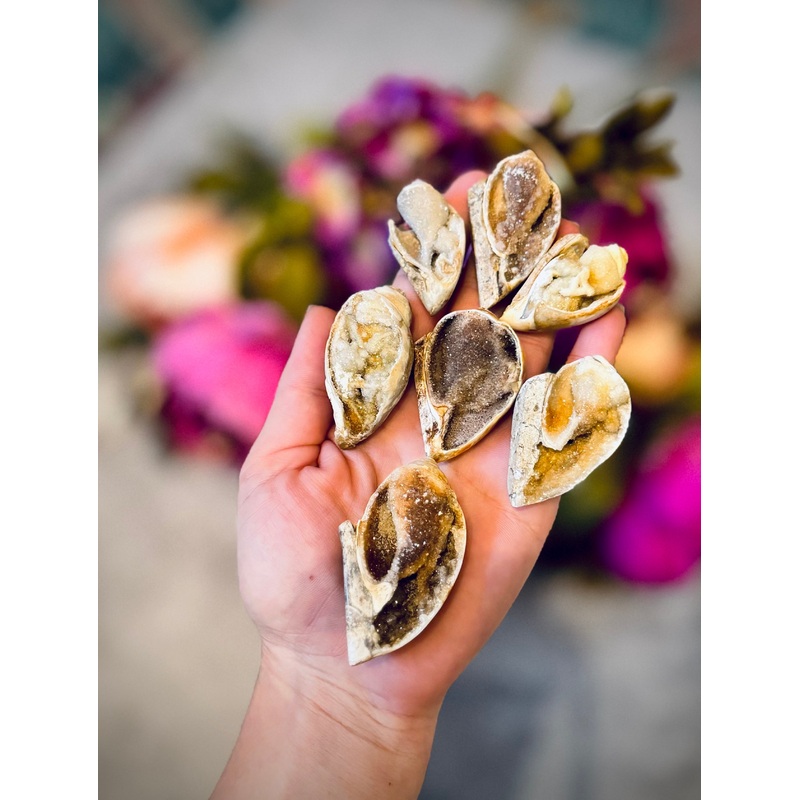 Druzy Shell Fossils, Rare Fossilized Shell From India (ONLINE ORDER ONLY)