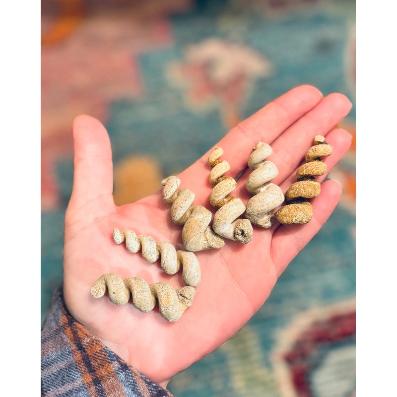 Turritella Shell Fossils, Gastropod Fossil from the Potomac River, Maryland (ONLINE ORDER ONLY)