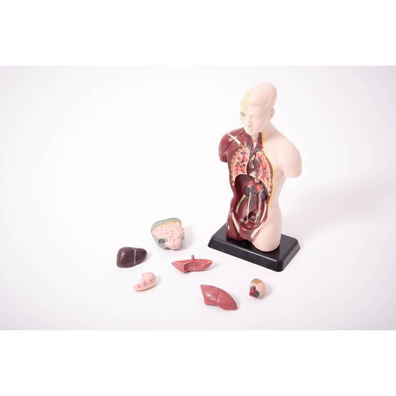 **Quarter-Scale Anatomical Torso