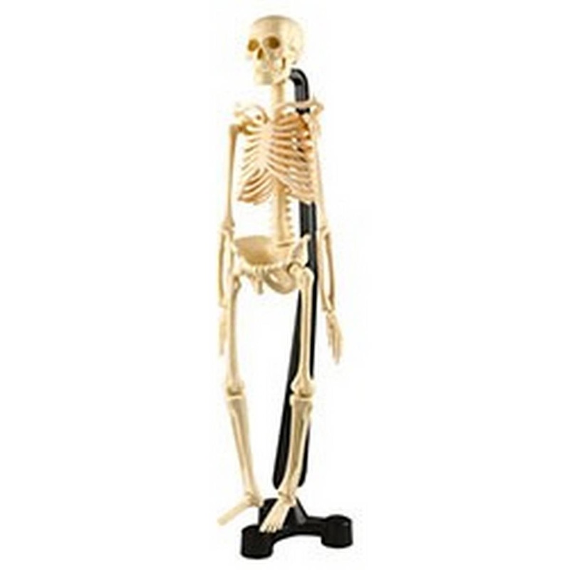 Mini Skeleton 46cm