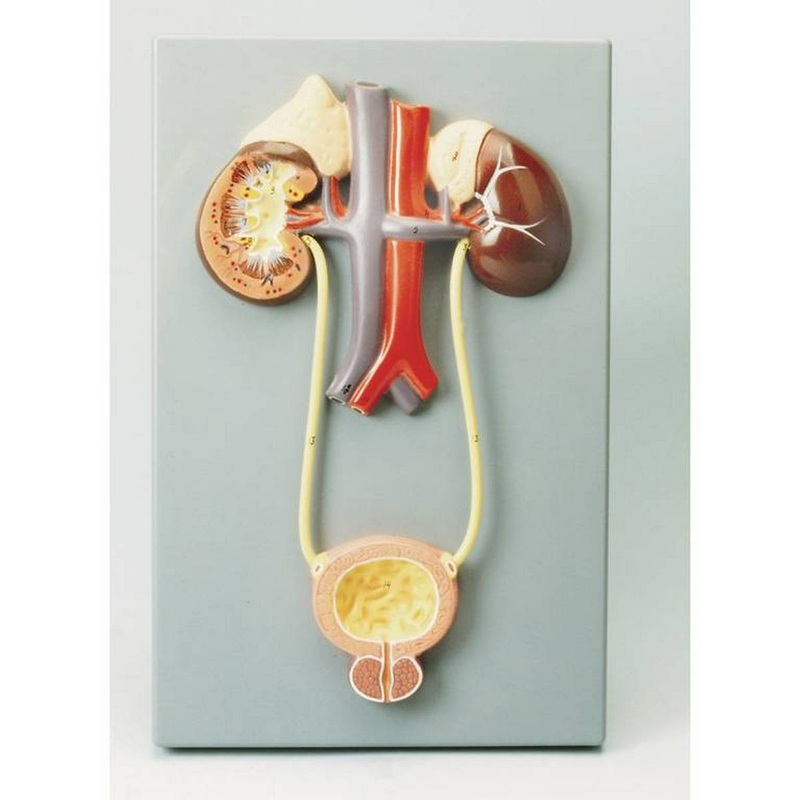 Excretory System Model
