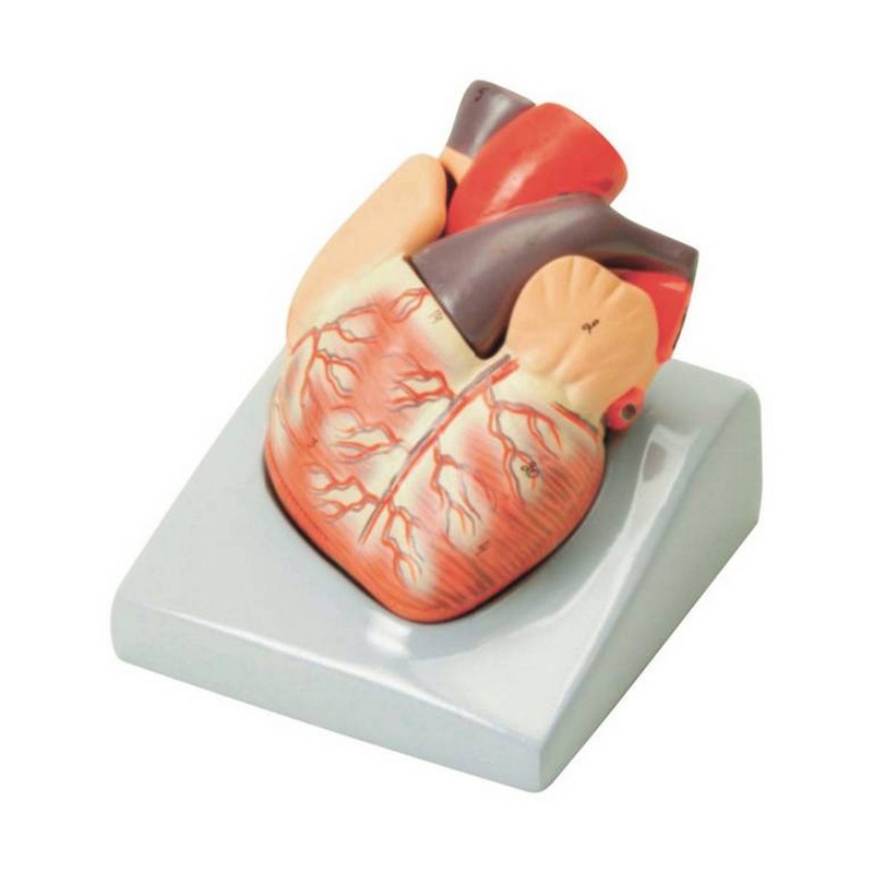 Heart Model 2 Part