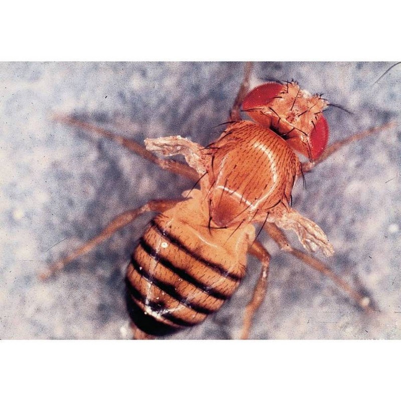 Drosophila Wild Type X White Eye Large