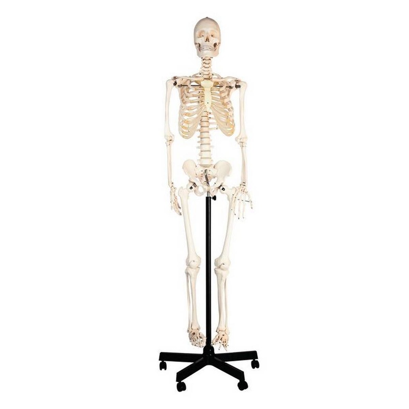 Human Skeleton With Stand 150cm