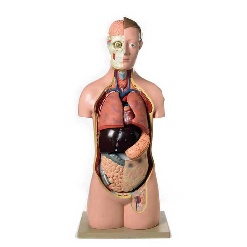 Human Torso Model 17 Parts