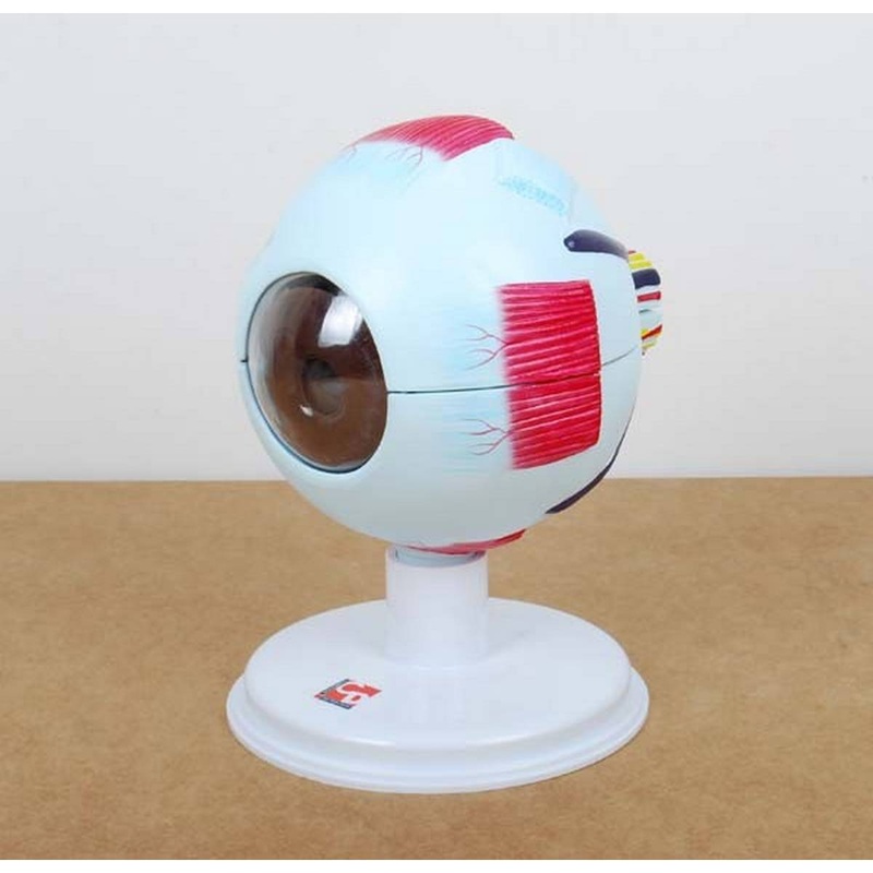 **6 Part Human Eye 4x Life Size