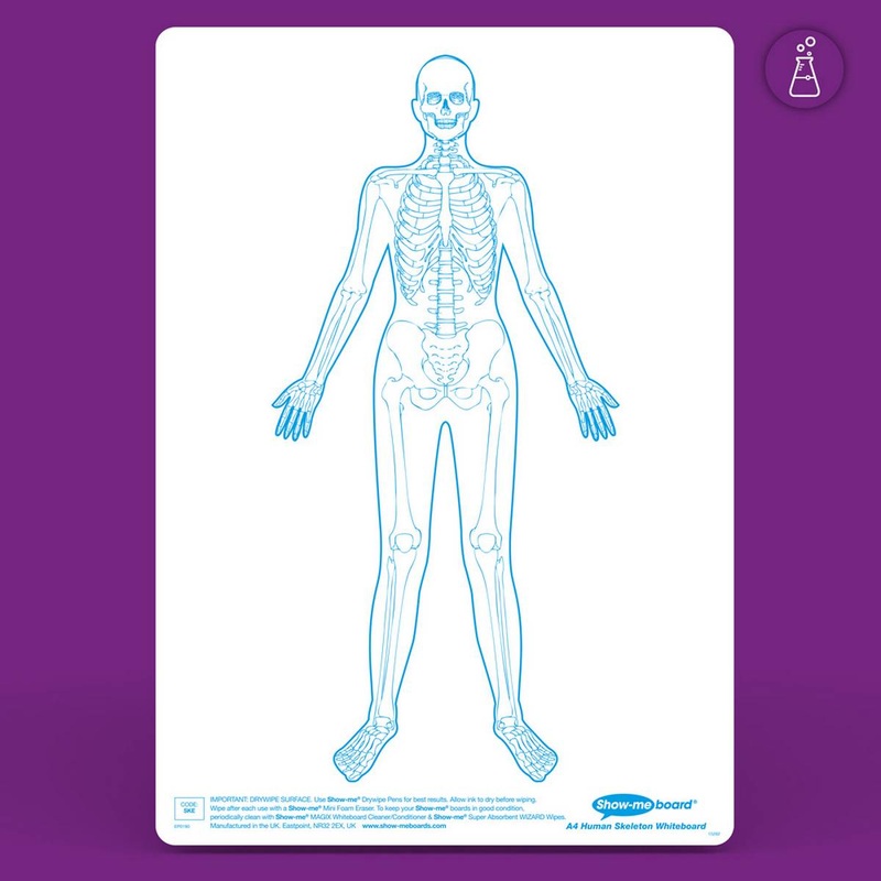 Show-me Human Muscle Drywipe Boards, Pens and Erasers (10 of each)