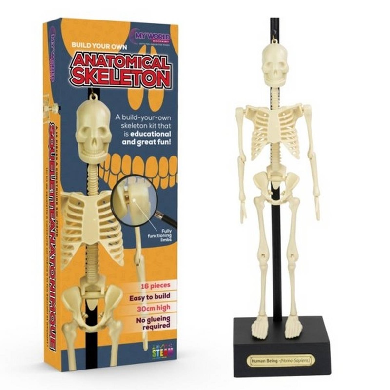 Anatomical Skeleton 30cm