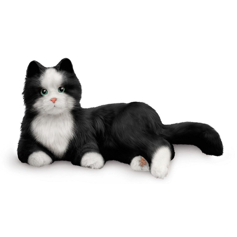 Black and White Companion Cat