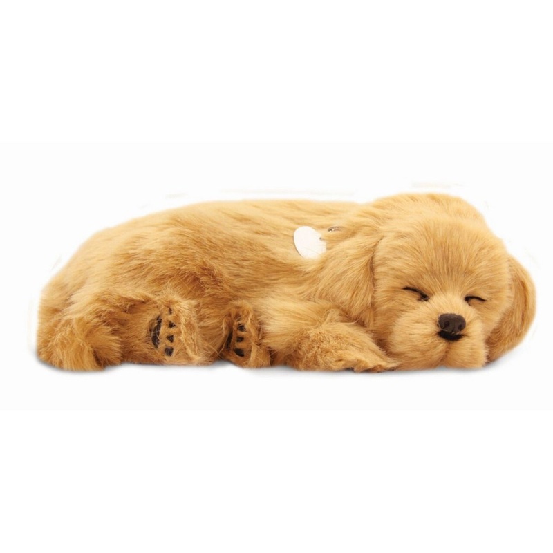 Perfectpetzzz  Sleeping dog  Golden retriever