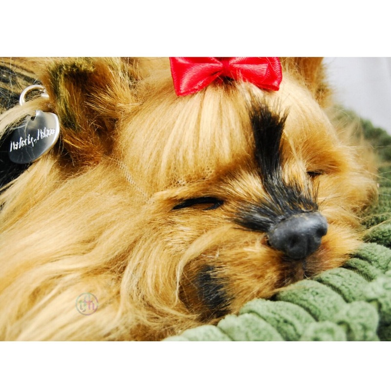 Perfectpetzzz    Sleeping dog  Yorkie