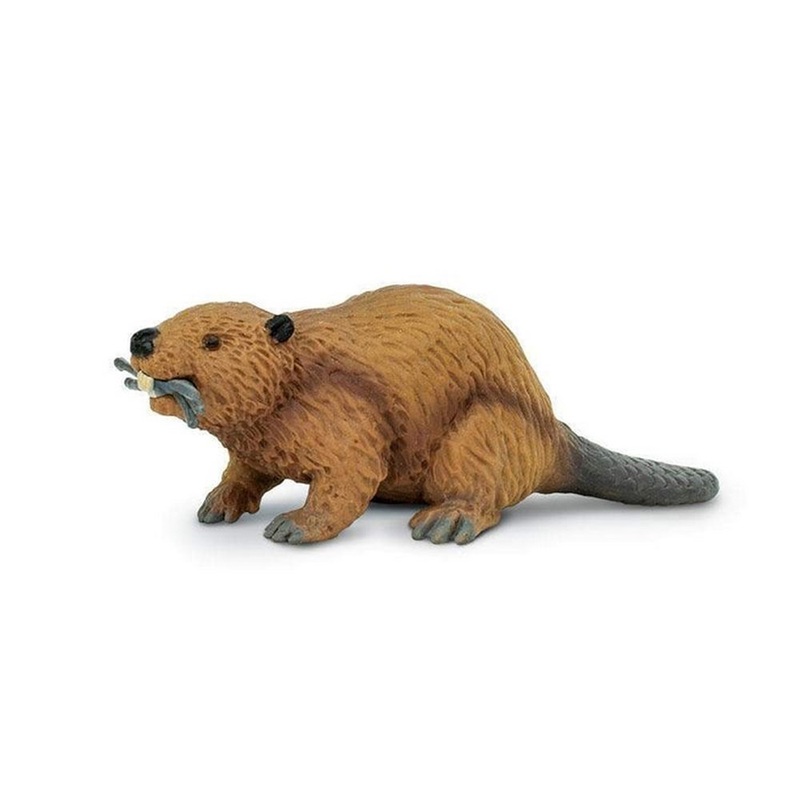 Safari Beaver