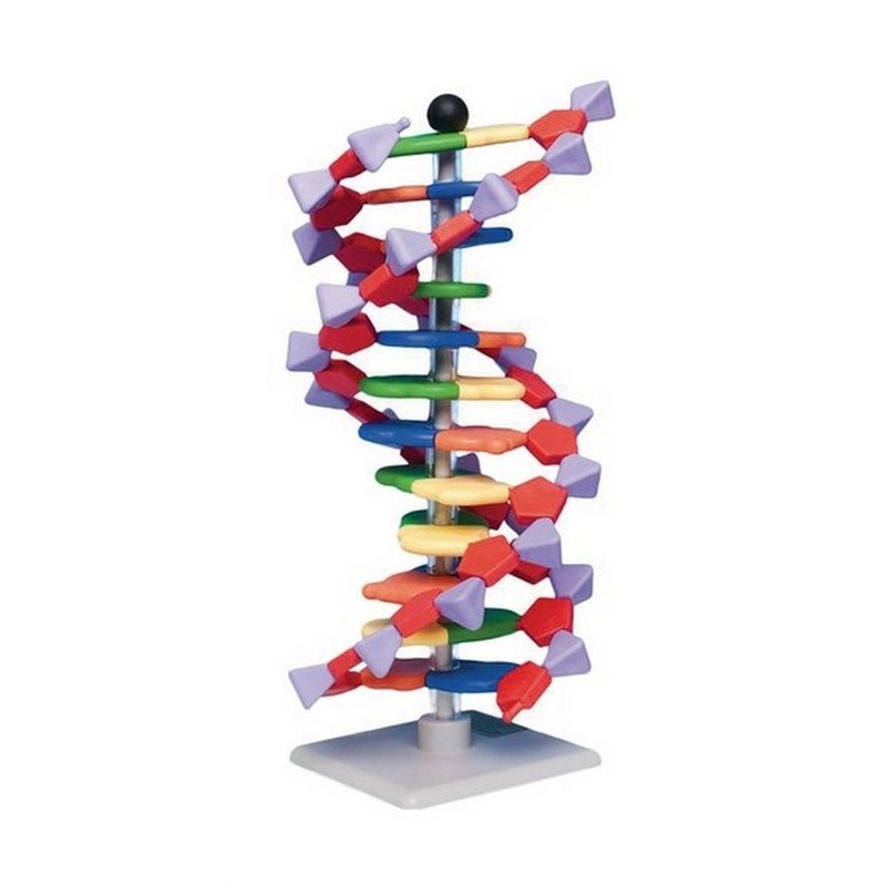 Mini DNA Molecular Model Kit  12-Layer Double Helix