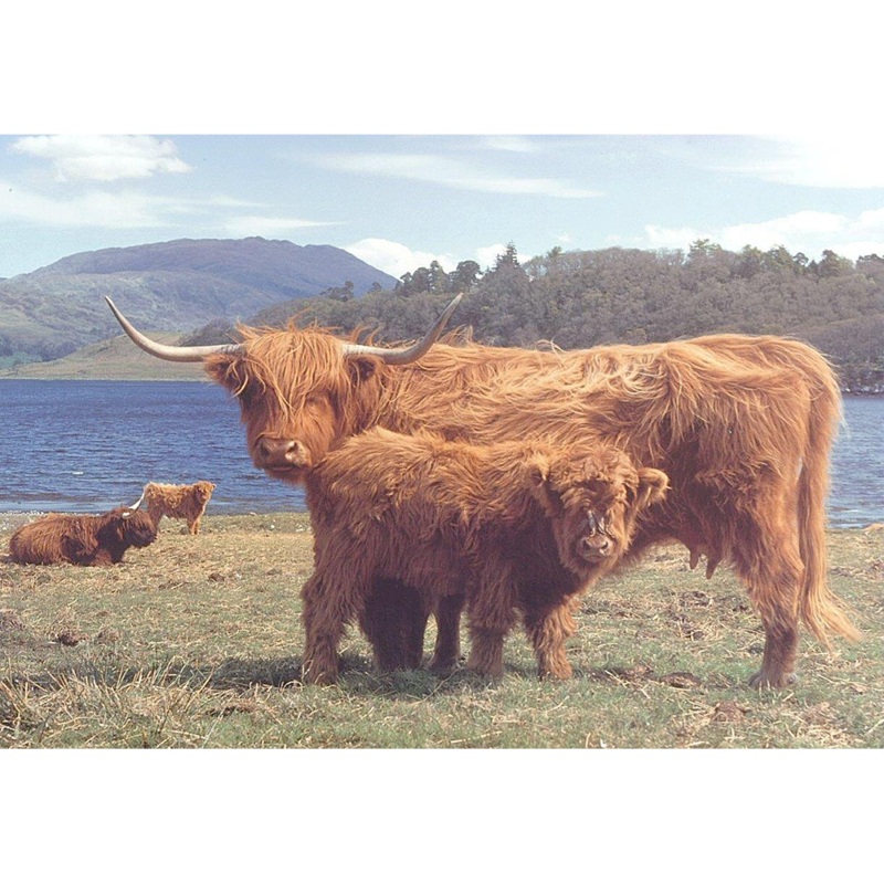 Highlanders  1000 Piece Jigsaw Puzzle